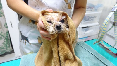 09 10 金 チェックアウトお客様はペットホテルを1泊2日とシンプルカットコースをご利用のヨーキーのリズムちゃん